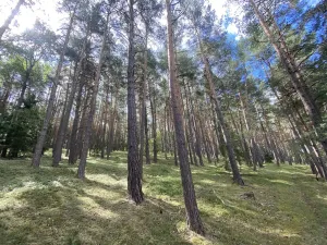 Prodej lesa, Pěčnov, 993 m2
