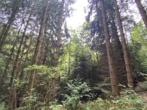 Prodej lesa, Strážná, 11485 m2