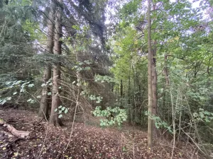 Prodej lesa, Strážná, 11485 m2