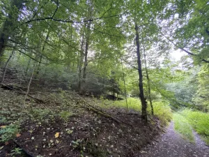 Prodej lesa, Strážná, 11485 m2