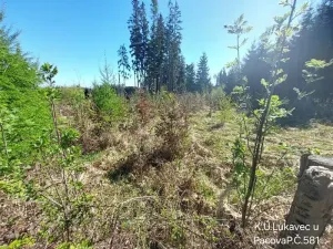 Prodej lesa, Lukavec, 3571 m2