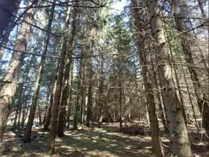 Prodej lesa, Lukavec, 3852 m2
