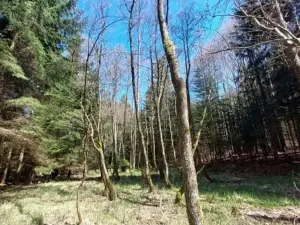 Prodej lesa, Lukavec, 3852 m2