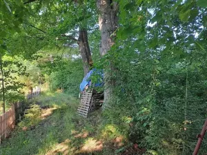 Prodej lesa, Nová Cerekev, 2440 m2