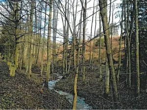Prodej lesa, Podmoklany, 3057 m2