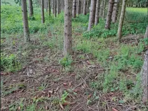 Prodej podílu lesa, Nový Rychnov, 6035 m2