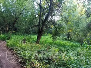 Prodej lesa, Mnichovice, 16432 m2