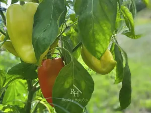 Prodej rodinného domu, Třebichovice, 68 m2