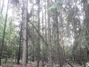 Dražba lesa, Dolní Hbity, 14259 m2