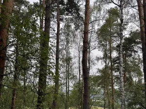 Prodej lesa, Kladruby nad Labem, 11916 m2