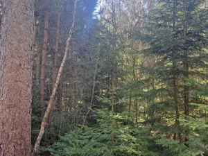 Prodej lesa, Strmilov, 2392 m2