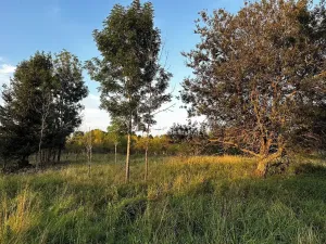 Prodej pozemku pro bydlení, Nová Ves, 4929 m2