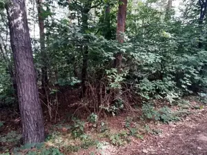 Prodej lesa, Mostkovice, 576 m2