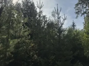 Prodej lesa, Novosedly nad Nežárkou, 67560 m2