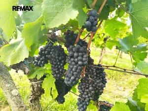 Prodej vinného sklepa, Dambořice, 86 m2
