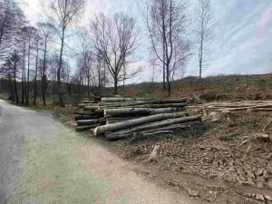 Prodej pozemku, Horní Stropnice - Šejby, 704 m2
