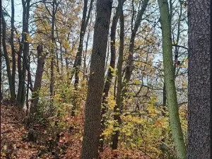 Prodej podílu lesa, Stará Paka, 2755 m2