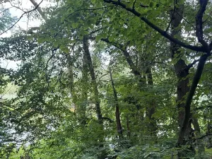 Prodej lesa, Sadská, 4852 m2
