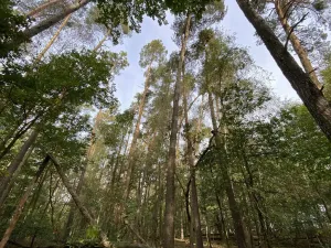 Prodej lesa, Ostřetín - Vysoká u Holic, 5528 m2
