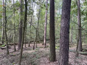 Prodej lesa, Ostřetín - Vysoká u Holic, 5528 m2