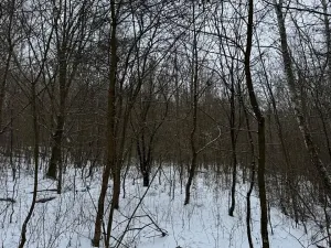 Prodej lesa, Kralupy nad Vltavou, 3462 m2