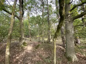 Prodej lesa, Ostřetín - Vysoká u Holic, 869 m2