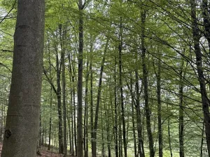 Prodej louky, Vizovice, 40200 m2
