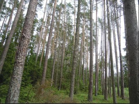 Prodej lesa, Hříšice, 637 m2