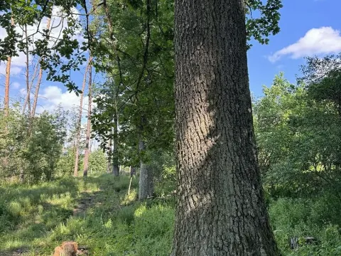 Prodej lesa, Náměšť nad Oslavou, 6030 m2