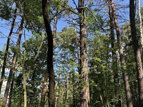 Prodej lesa, Náměšť nad Oslavou, 2946 m2