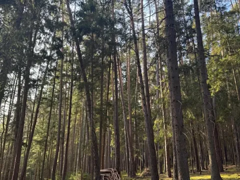 Prodej lesa, Hluboká nad Vltavou, 18006 m2