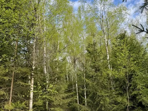 Prodej podílu lesa, Předín, 3446 m2