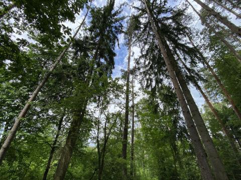 Prodej lesa, Blížejov - Lštění, 7793 m2
