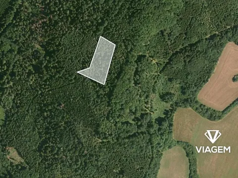Prodej lesa, Poleň, 6991 m2