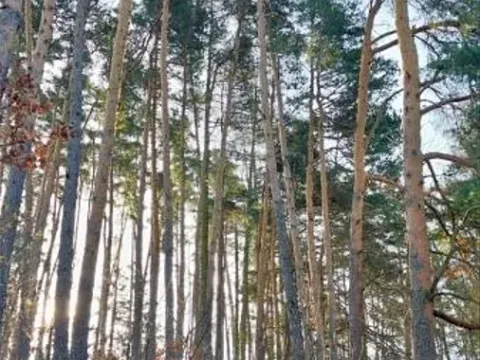 Prodej lesa, Martinice u Onšova, 241 m2