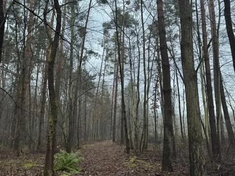 Prodej podílu lesa, Břehy, 5148 m2
