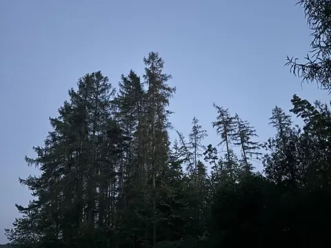 Prodej lesa, Proseč, 7493 m2