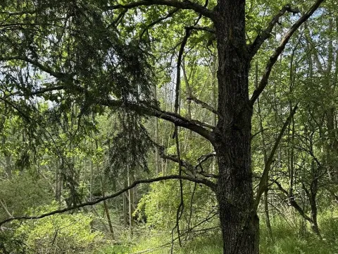 Prodej podílu pozemku, Suchdol, 9027 m2