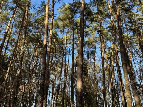 Prodej pozemku, Slabčice, 13278 m2