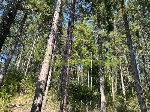 Prodej lesa, Nýdek, 16920 m2