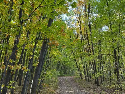 Prodej lesa, Libišany, 3737 m2