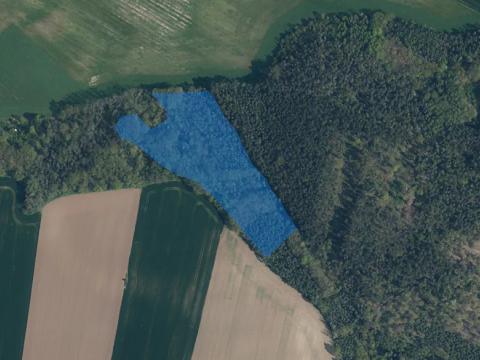 Prodej lesa, Bechlín, 31569 m2