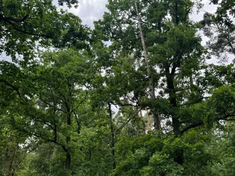 Prodej lesa, Bavorov, 10907 m2