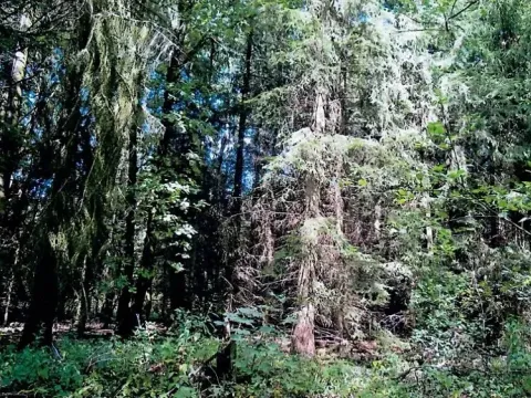 Prodej podílu lesa, Hrušová, 5113 m2