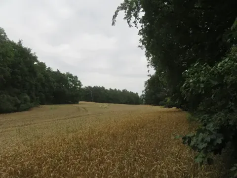 Dražba lesa, Zhoř, 23907 m2