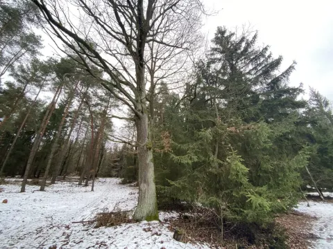 Prodej pozemku, Veliny, 180 m2