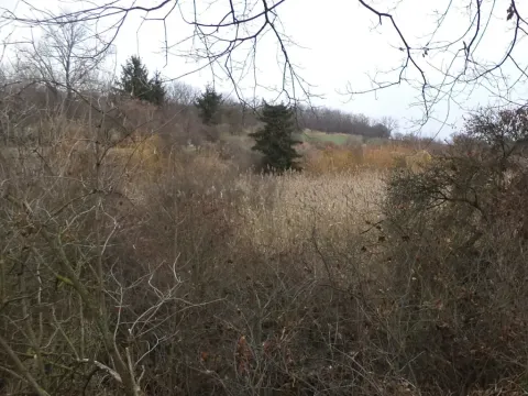 Dražba louky, Brandýs nad Labem-Stará Boleslav, 1366 m2