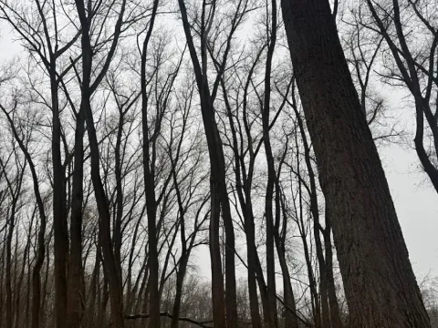 Prodej podílu lesa, Přerov nad Labem, 1596 m2