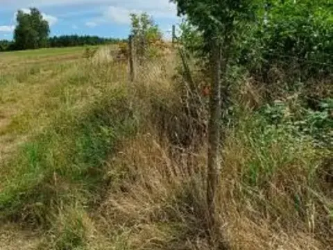 Prodej lesa, Červená Řečice, 48 m2