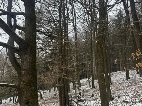 Prodej lesa, Vlčková, 3331 m2
